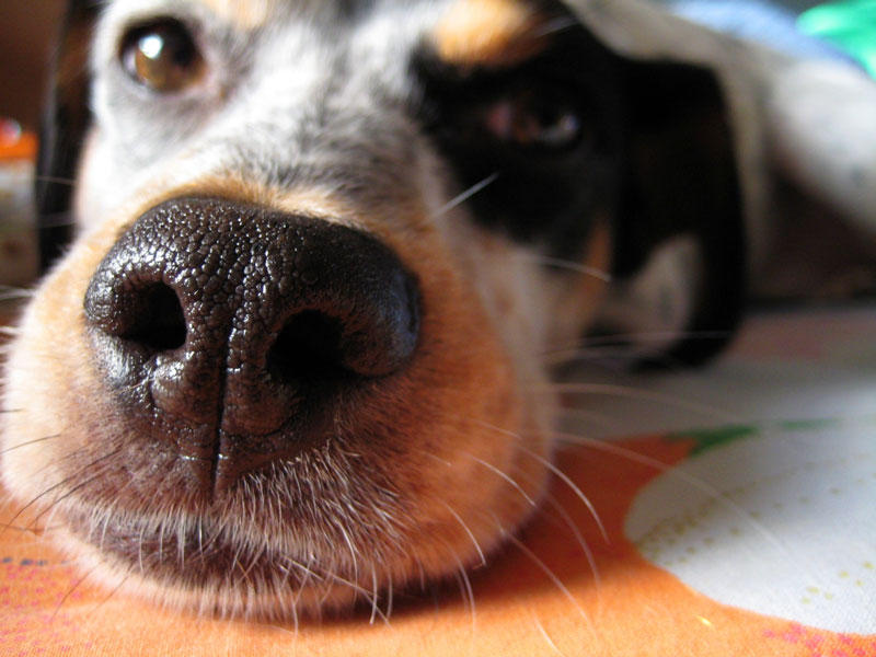 Nariz seca y agrietada en perros: qué significa y cómo tratarlo