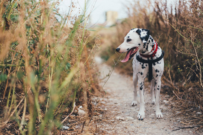 Guía de las razas de perros: dálmata