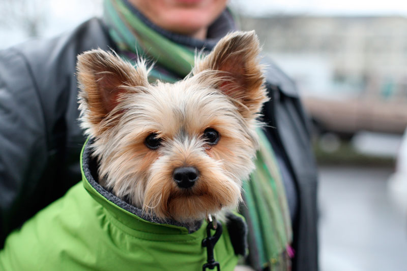 perros yorkie terrier mediterranean gu 237 a completa de las razas de perros terrier perros yorkie terrier mediterranean gu 237 a completa de las razas de perros terrier