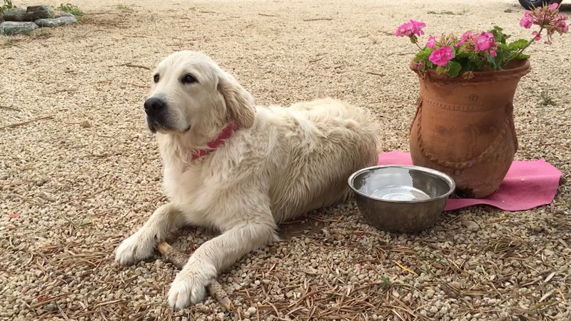 Como prevenir los golpes de calor en perros