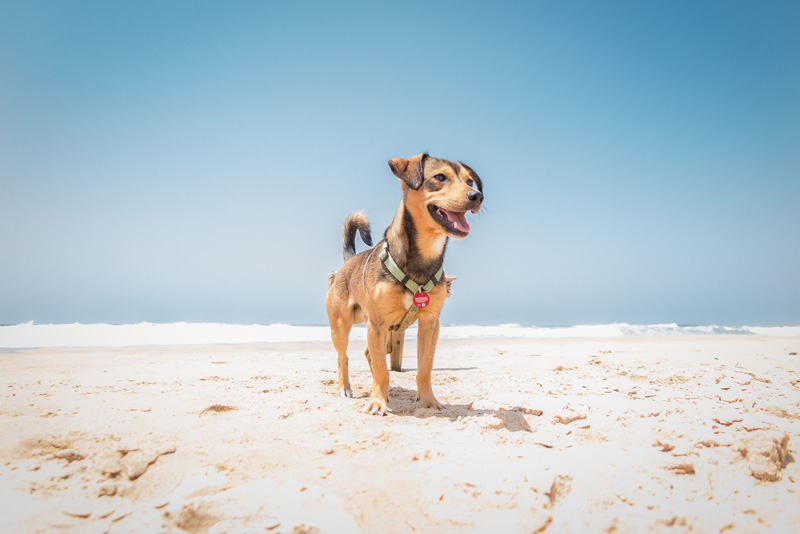 15 consejos útiles si vas a una playa para perros