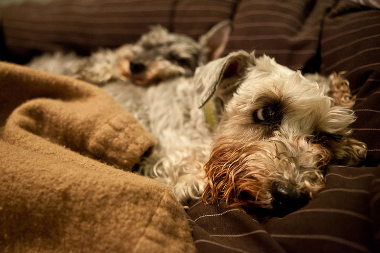 Síndrome postvacacional en perros: ansiedad, tristeza y depresión