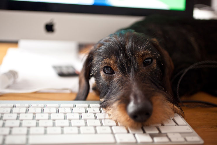 10-blogs-sobre-perros-que-debes-seguir-1