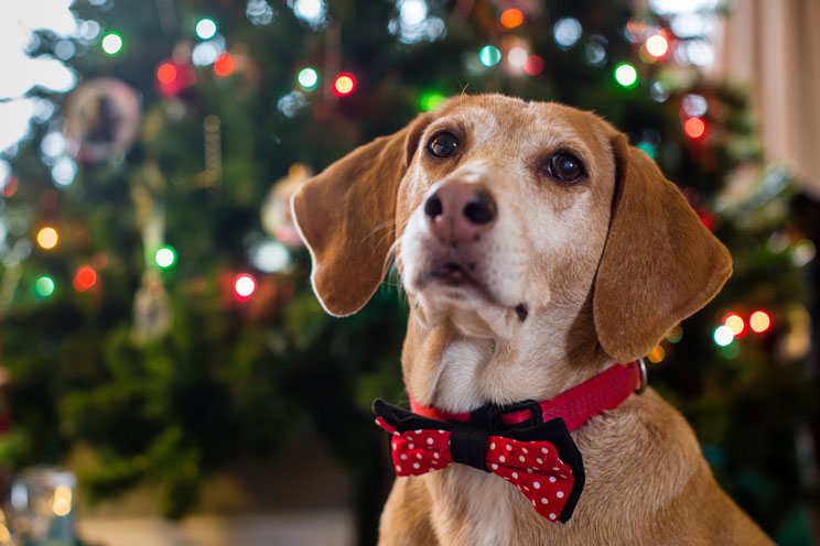 12 consejos de seguridad y bienestar para perros en Navidad