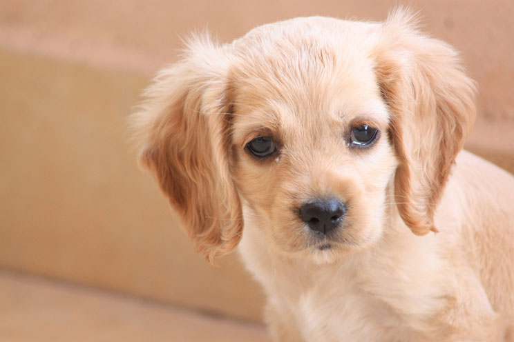 ¿Por qué llora mi cachorro? ¿Qué puedo hacer?
