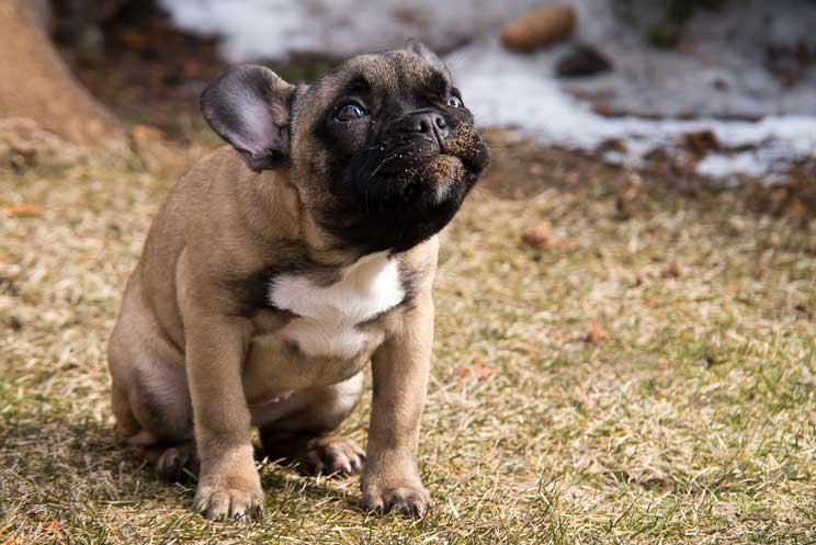 15 consejos para hacer una buena foto a un perro