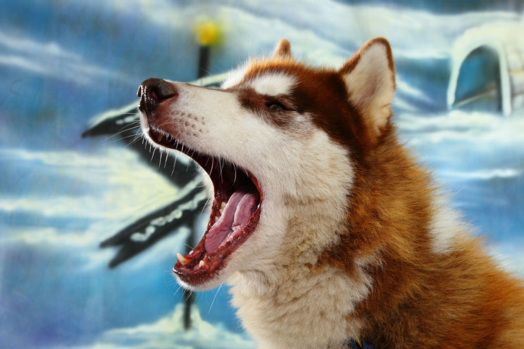Cómo el perro "habla" al hombre: Expresiones vocales