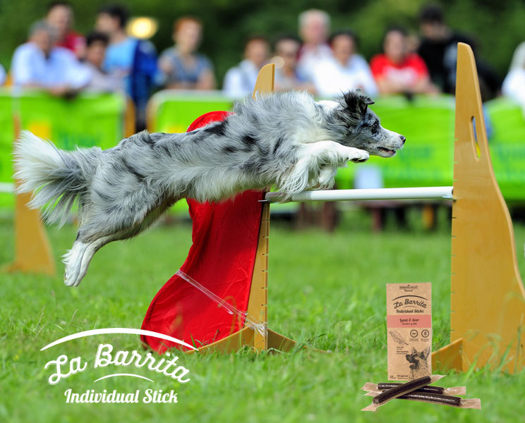 Snacks para perros con alta actividad