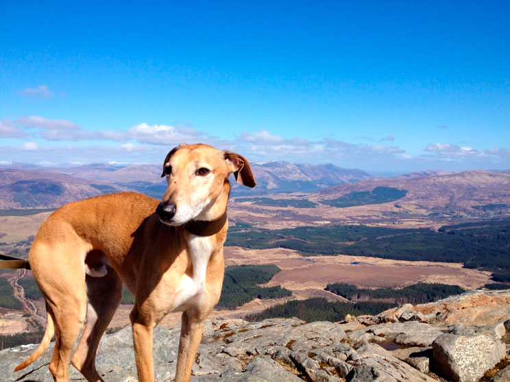 15-cosas-imprescindibles-que-hay-que-llevar-si-viajas-con-perro-3