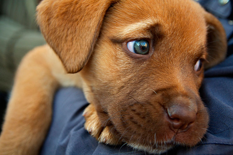Análisis de sangre en perros: Cómo interpretar sus resultados