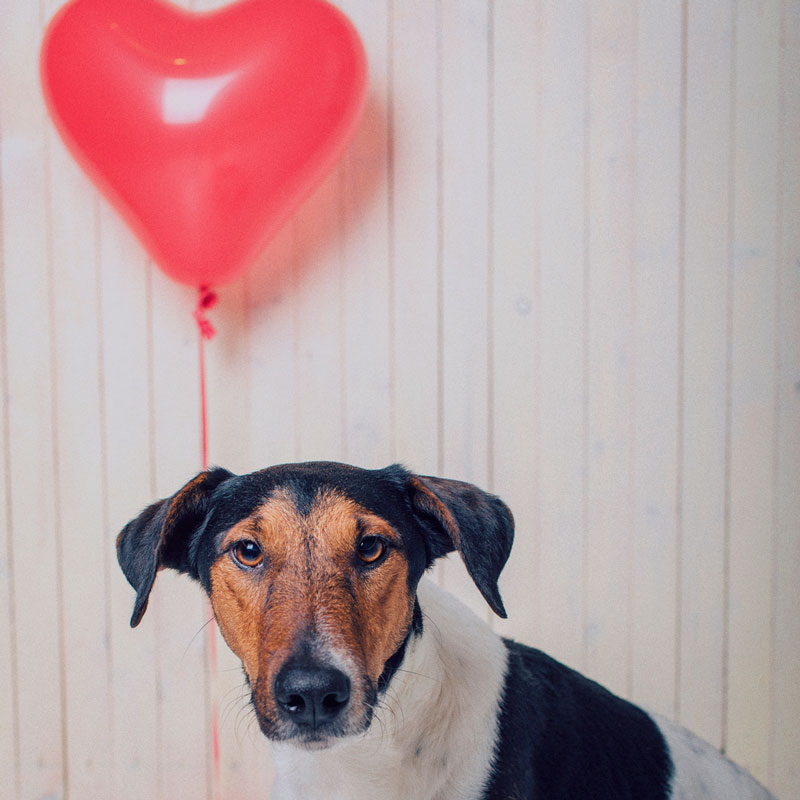 5 actividades con perro en San Valentín