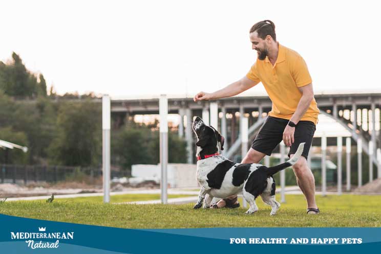 Adiestramiento canino, educación canina y agility: pautas, ejercicios, consejos y orientaciones.