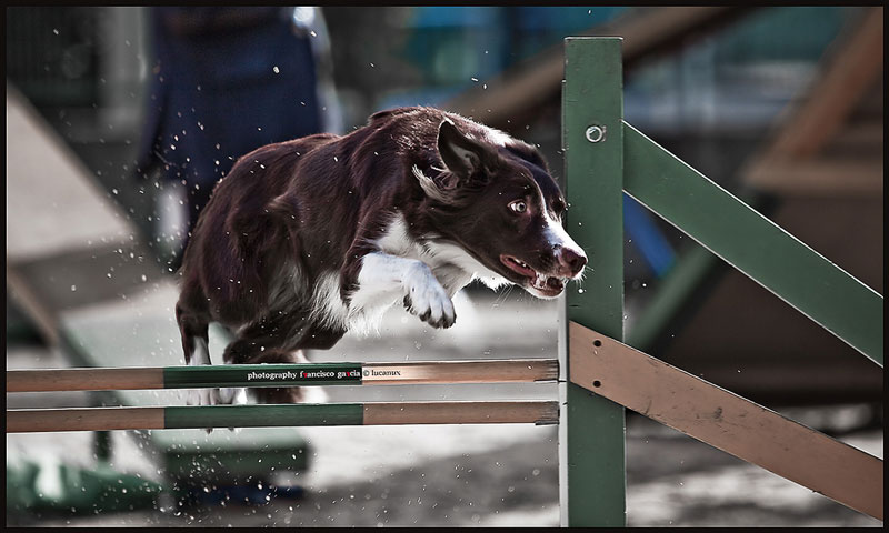 Adiestramiento canino, educación canina y agility: pautas, ejercicios, consejos y orientaciones.