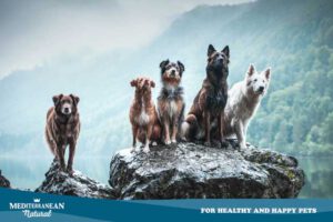 Disfraces farmacia Rusia Mediterranean natural | Guía completa de las razas de perros: Clasificación  de la FCI