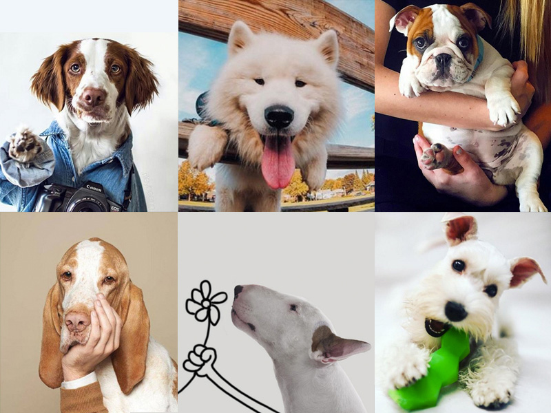Guía completa de los perros de raza