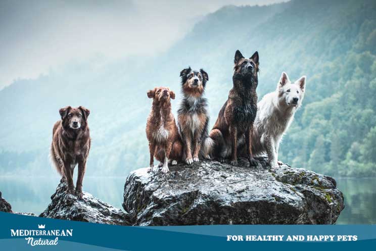 Guía completa de las razas de perros: Clasificación de la FCI