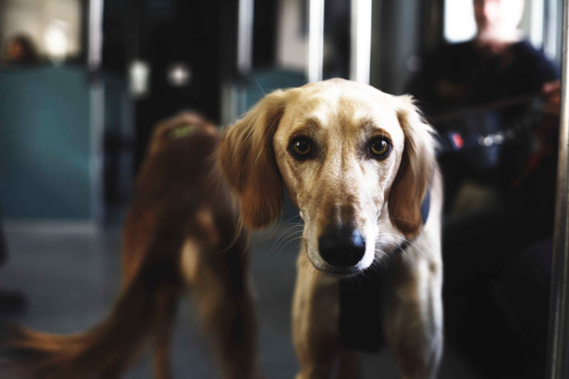 Guía para viajar en metro con perro en España