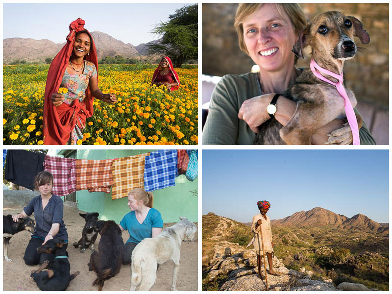 La situación de los perros callejeros, hambrientos y enfermos en La India