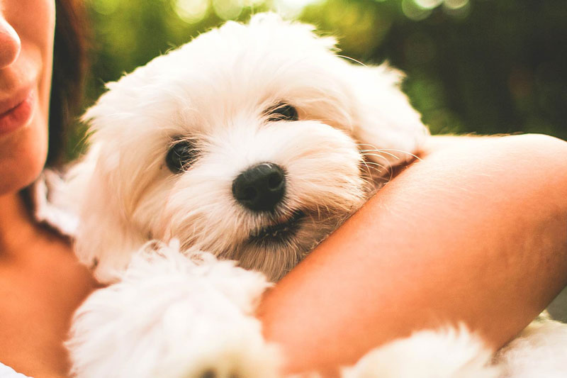 Todo lo que debes tener en cuenta antes de incorporar un cachorro a tu familia
