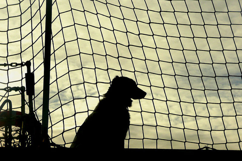 Actividades con perro