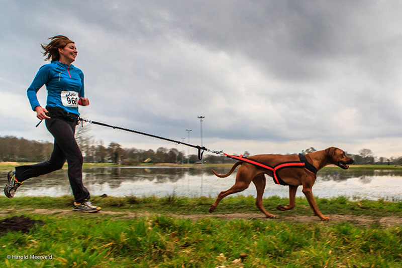 Actividades con perros, ocio con perros, deporte, canicross