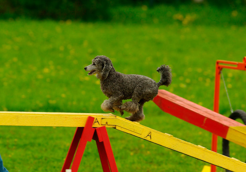Agility: hacer deporte con perro