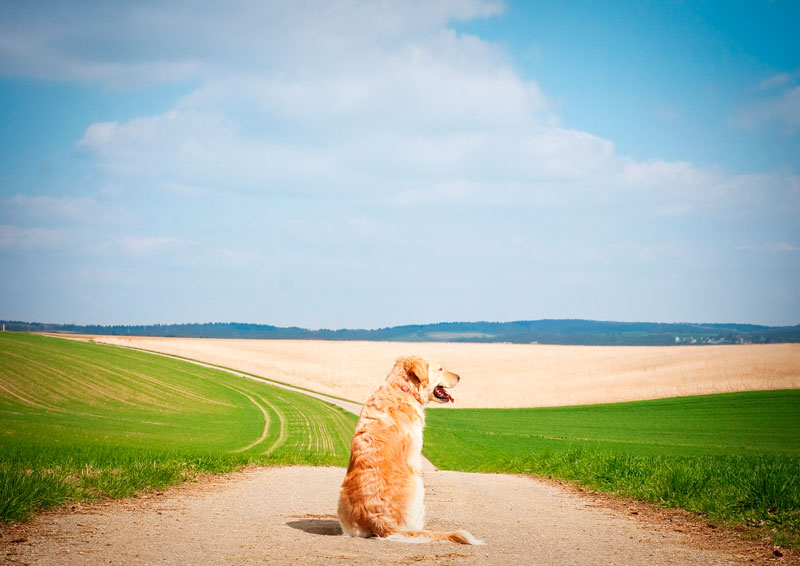 Guía de las razas de perros: golden retriever