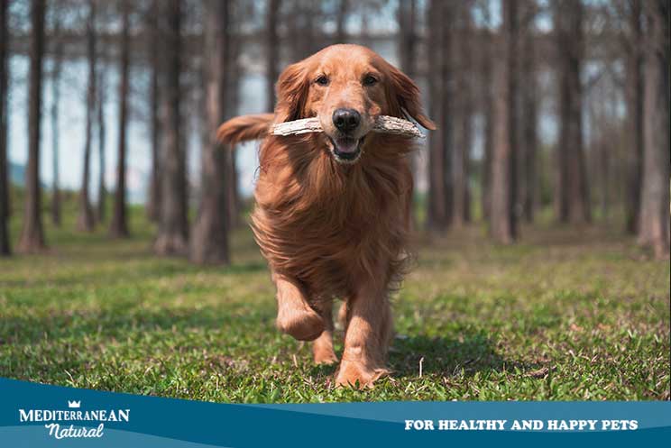 Guía Completa de Razas de Perros: golden retriever