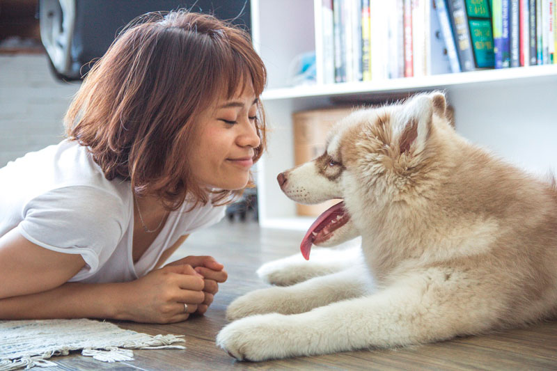 ¿Tener un perro de raza o mestizo?