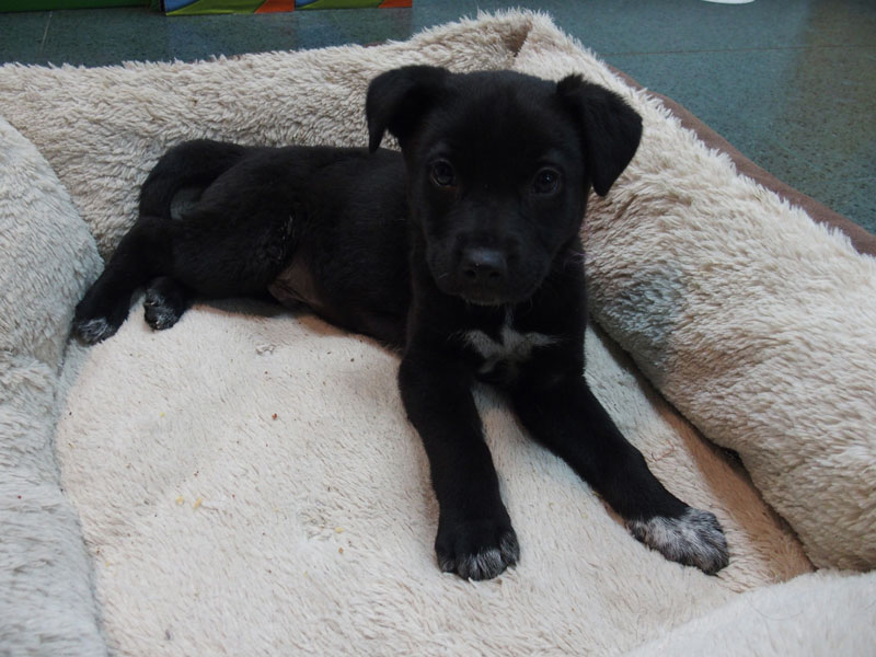 Yang, cachorro mestizo macho de tamaño mediano en adopción