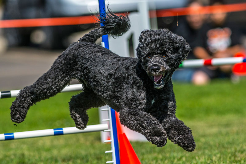 Por qué hacer agility. Beneficios