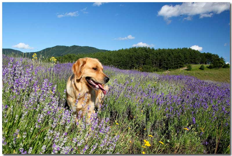 Actividades con perro: ruta guiada por el Albaicín, senderismo, cursos de formación, exposiciones caninas y deporte