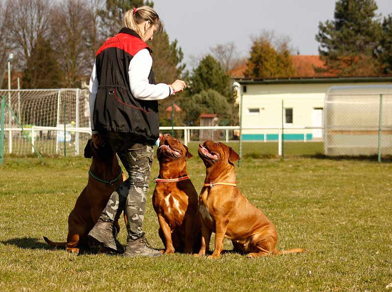 Actividades con perro: ruta guiada por el Albaicín, senderismo, cursos de formación, exposiciones caninas y deporte