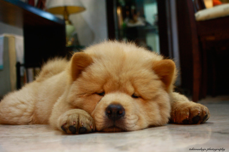 Guia de las razas de perros: Chow chow