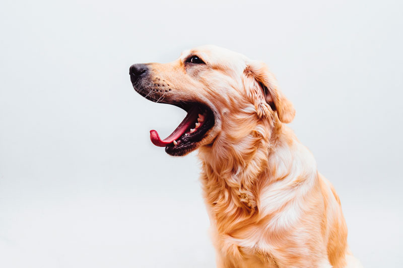 Cómo prevenir y eliminar el sarro en perros