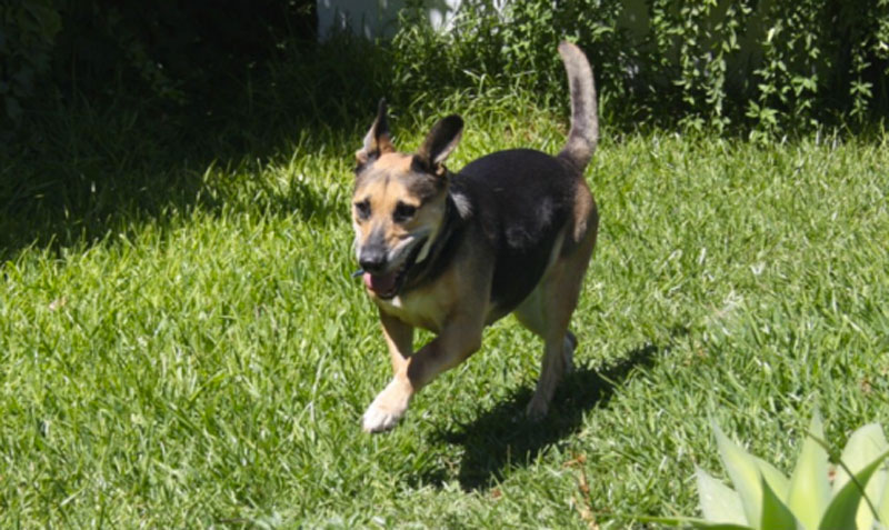 Perros en adopción: Noa, la veterana de SOFIA, Refigio-Escuela