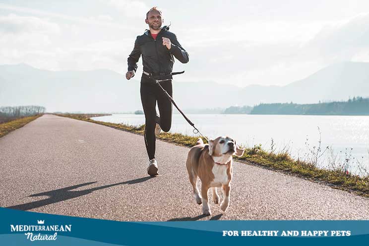 Canicross: Correr con tu perro es lo más