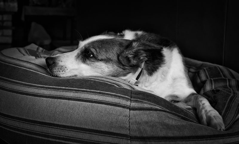 Ventajas de adoptar un perro