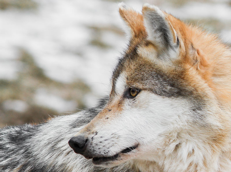 El origen del perro actual. Evolución desde el lobo