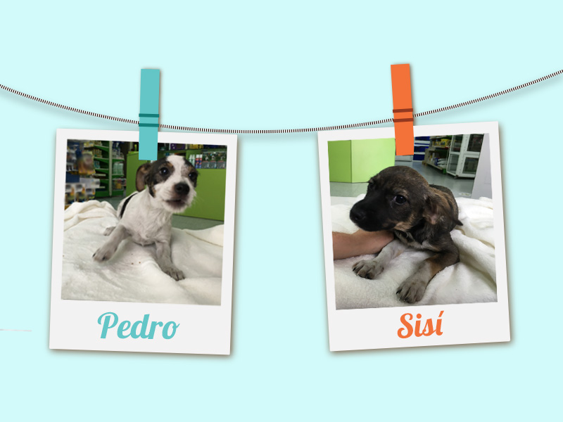 Perros mestizos de Jack Russell Terrier en adopción