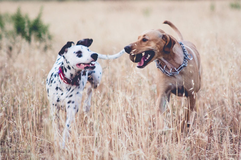 El peligro de las espigas para los perros