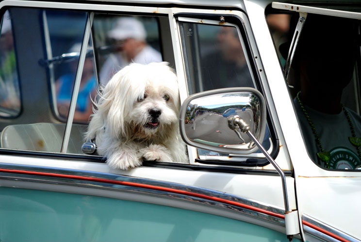 Cómo viajar en coche con perro: recomendaciones de la DGT