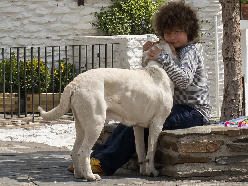 Ventajas de adoptar un perro adulto