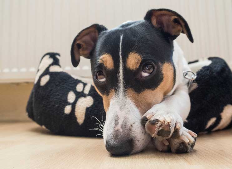Síndrome postvacacional en perros: ansiedad, tristeza y depresión
