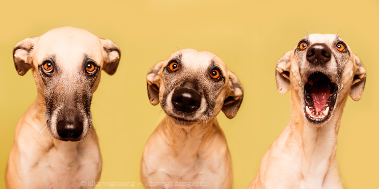 Elke Vogelsang: la fotografa de perros que caza emociones