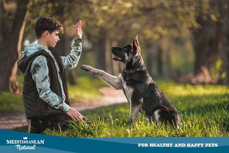 Cómo empezar el adiestramiento canino: conoce bien a tu perro