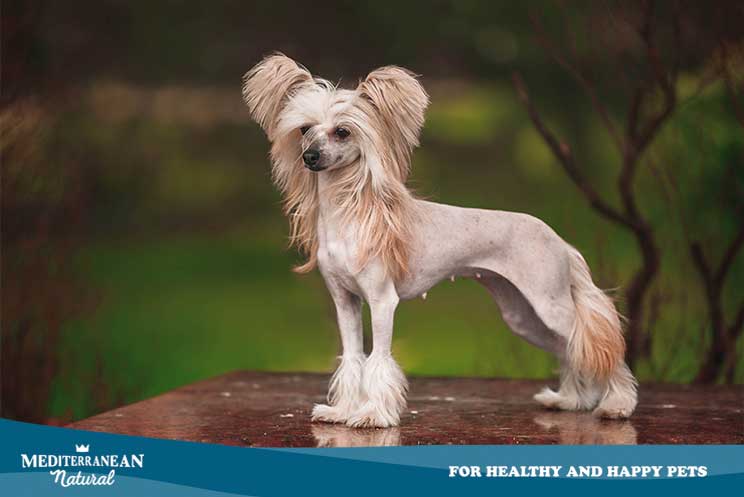 Guía completa de las razas de perros: el perro crestado chino