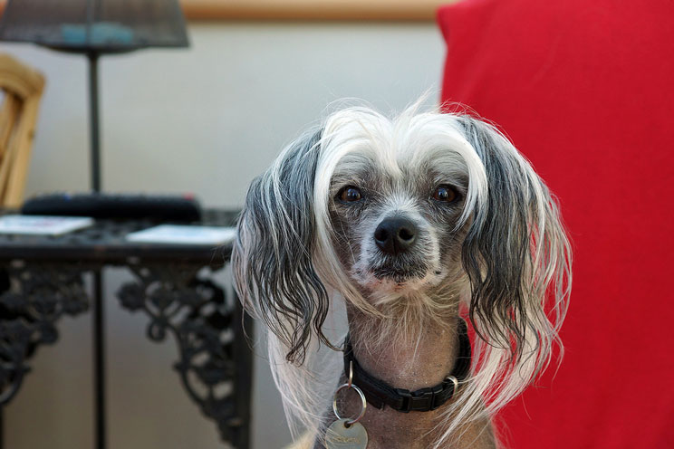Guía completa de las razas de perros: el perro crestado chino