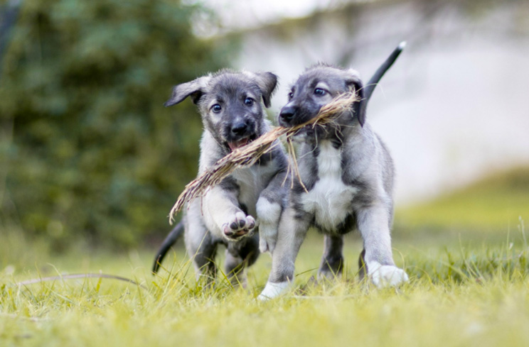 Cullen y Romulus: los primeros perros gemelos del mundo