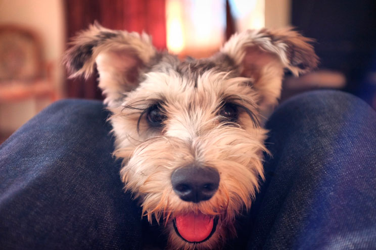 Elegir un perro por su personalidad